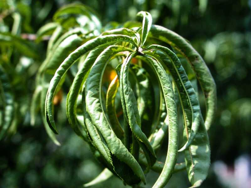 peach-leaf-curl